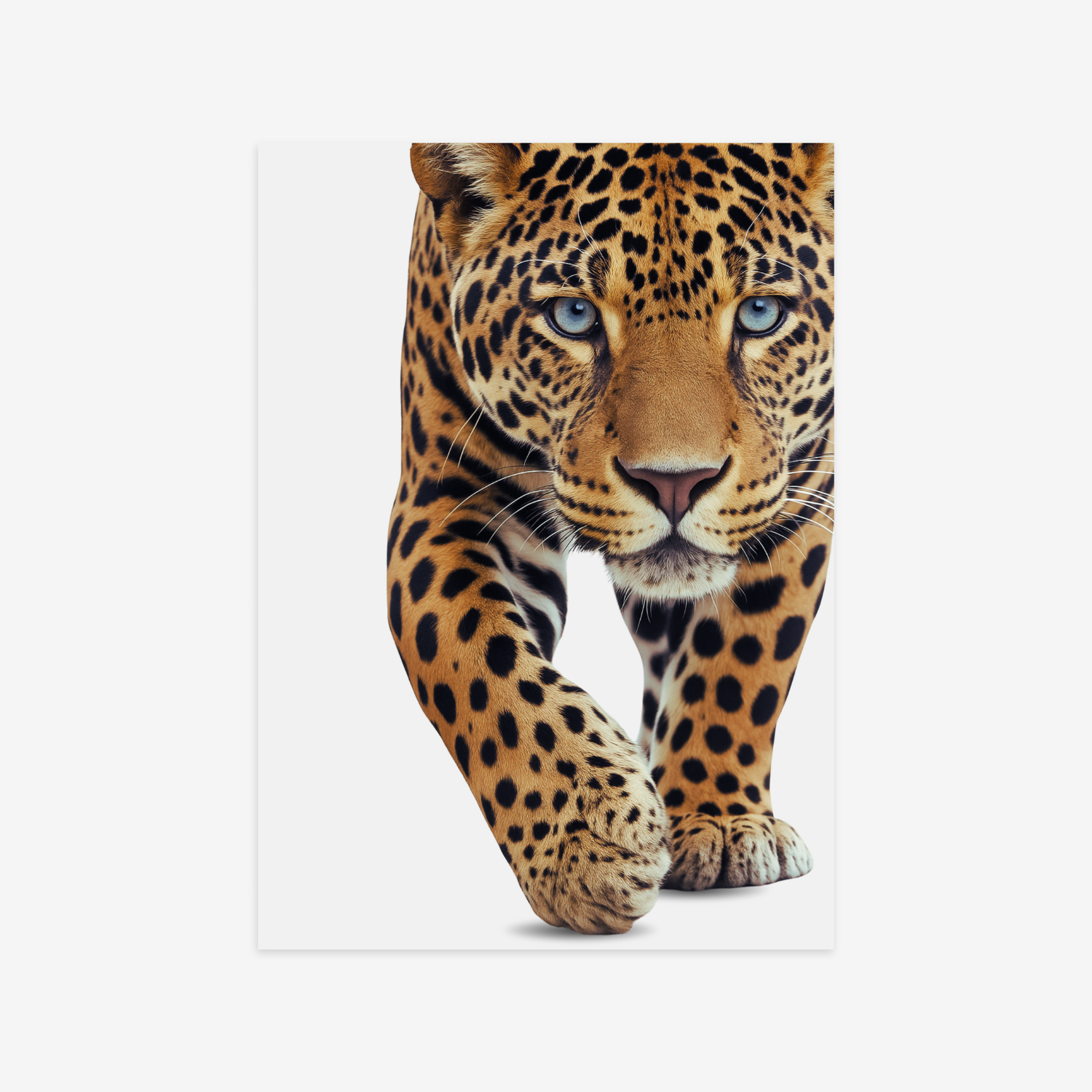 Leopard Poster