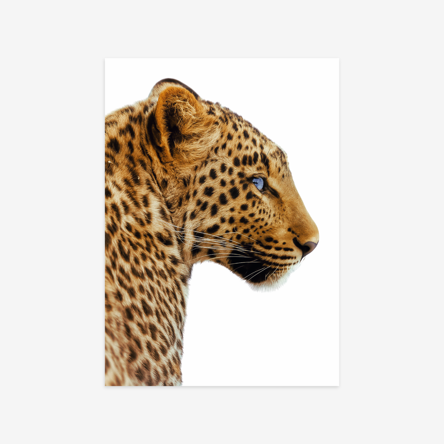 Leopard Poster